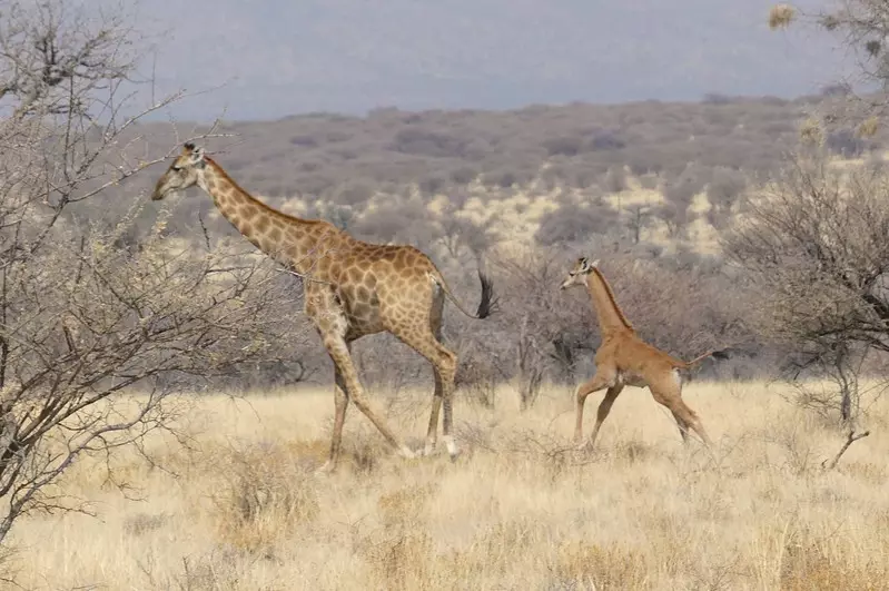 W Namibii zaobserwowano młodą żyrafę bez łat!