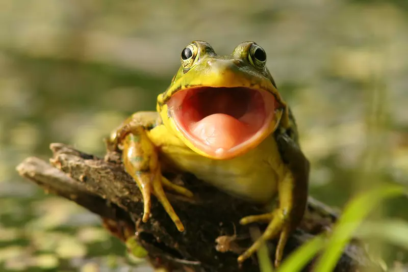 Aby uniknąć niechcianych zalotów, samice żab udają martwe