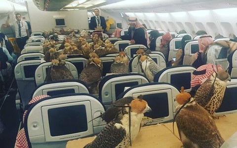 Arabski książę zabrał na pokład samolotu... 80 sokołów