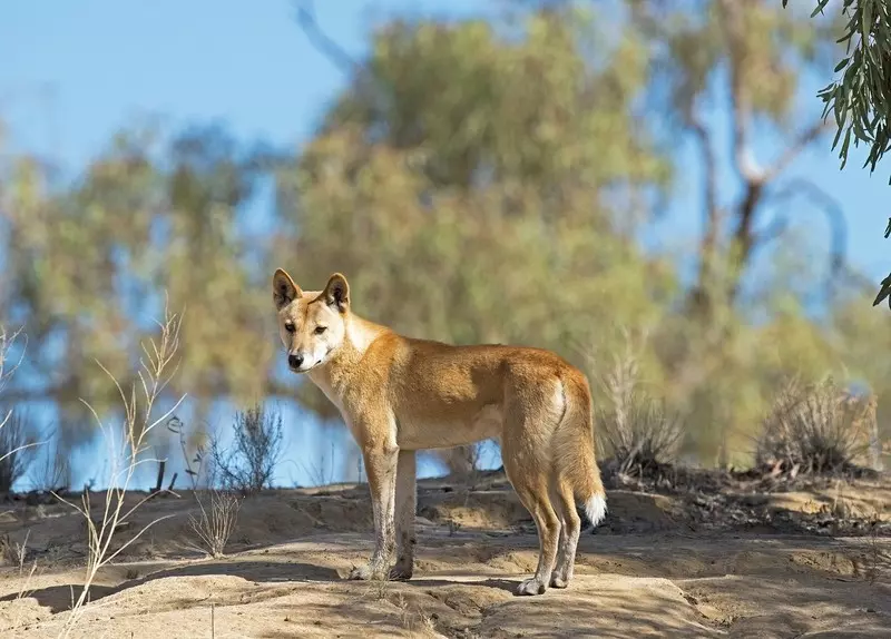 W przedkolonialnej Australii psy dingo miały status niemal równy człowiekowi!