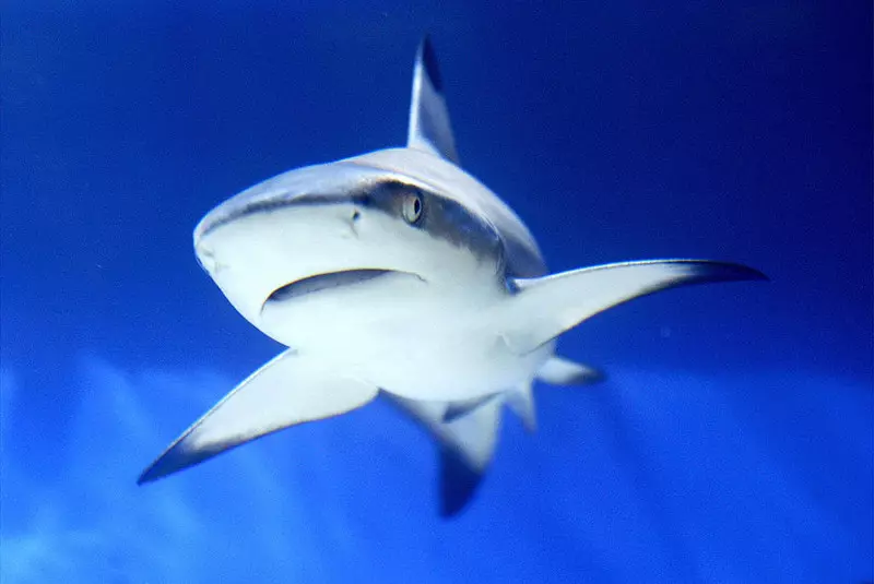Naukowcy odkryli, dlaczego rekiny rzadko chorują