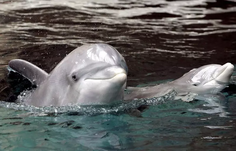 Delfiny... ziewają pod wodą!