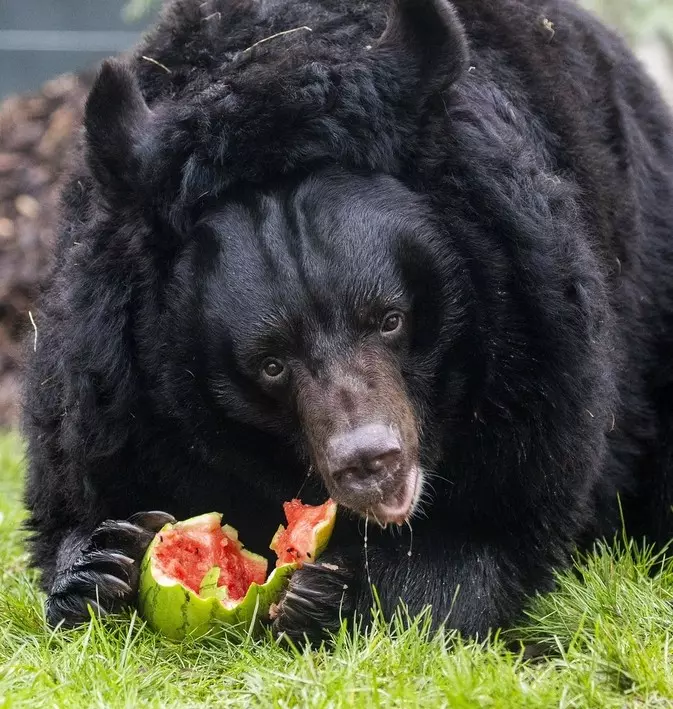 Niedźwiedź z Ukrainy znalazł dom w szkockim zoo
