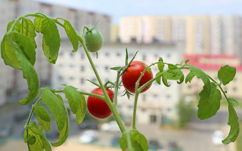 Pomidory zamiast pelargonii na balkonie?