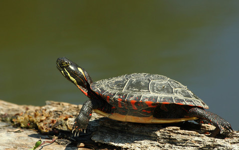Polskie badania rzucają nowe światło na ewolucję żółwi