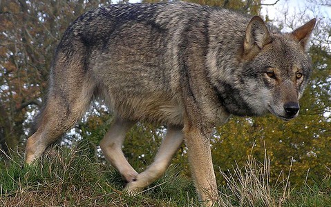 W Karkonoszach pojawiły się wilki!