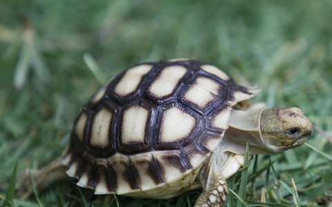 Żółw pustynny ze śląskiego zoo otrzyma imię Franklin