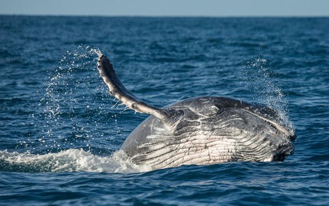 Wieloryby są wielkie od niedawna!