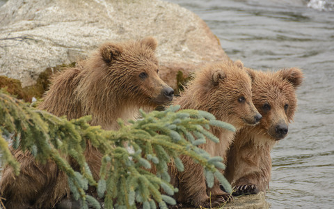 Niedźwiedzie grizli nie są już pod ochroną