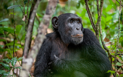 Naukowcy: Szympansy silniejsze od ludzi