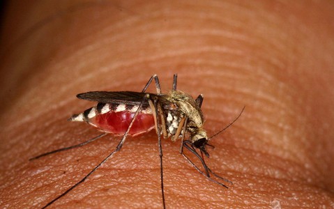 Czy należy bać się komarów?