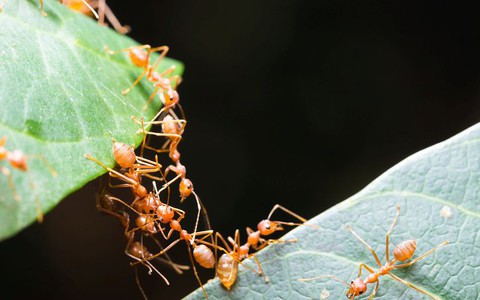 Mrówki potrafią budować wysokie konstrukcje używając swoich ciał
