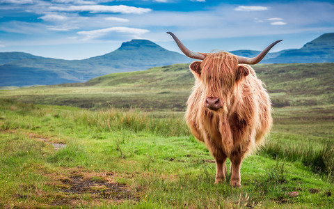 Królewska wołowina ze Szkocji