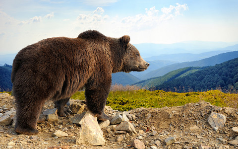 Na Podkarpaciu żyje już ponad 200 niedźwiedzi!