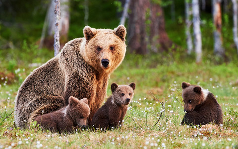 Niedźwiedzie już na ulicach Zakopanego