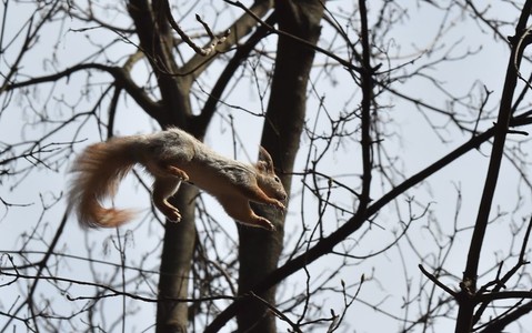 Uwaga na wiewiórki w parkach!