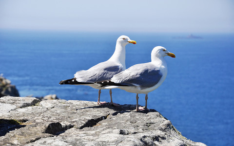 Morskie ptaki nawigują zapachowo