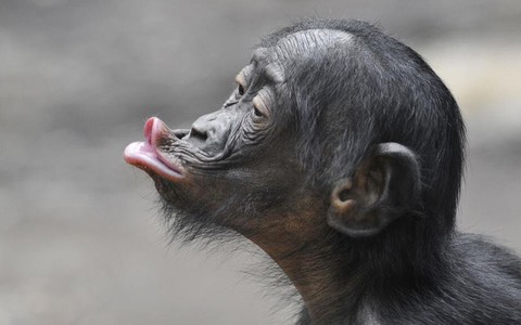 Małpy bonobo chętnie służą pomocą