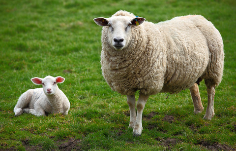 Owce mogą rozpoznawać ludzkie twarze