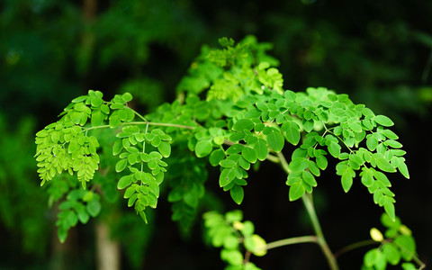 Moringa - najbardziej użyteczne i lecznicze drzewo świata