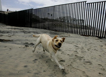 Ponad 350 psów ratowników czuwa na plażach!