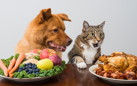 Czy psy i koty mogą być wegetarianami?