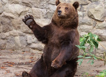  Niedźwiedzie na... ulicach Zakopanego