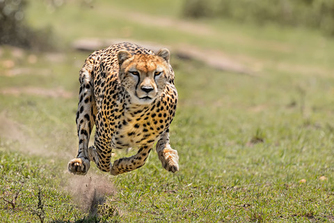 Ucho wewnętrzne geparda fascynuje naukowców