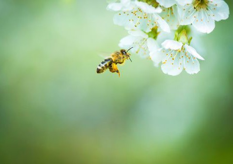 Pyłek pszczeli - nowy super food?
