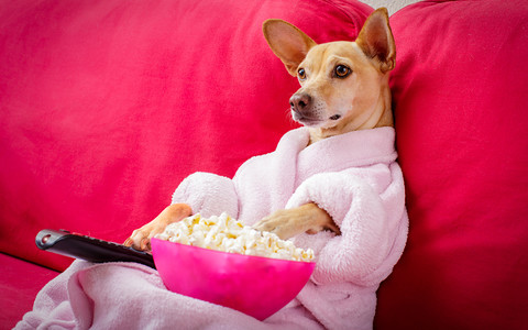 Psy i koty lubią oglądać TV z ludźmi