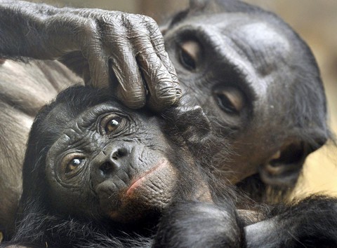 Szympansy bonobo pełne maminsynków