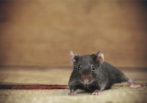 O myszach, które zjadły... narkotyki