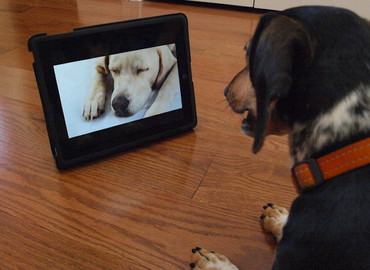 Rusza "DogTV" - program telewizyjny dla psów