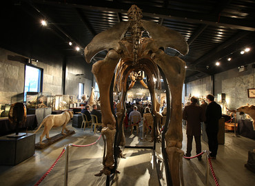 Brytyjczyk kupił szkielet mamuta!