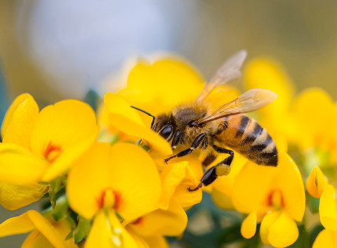 Bez pszczół znikną niektóre warzywa