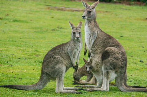 Podróż za milion zdjęć: Powrót do krainy kangurów