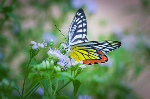 Efekt motyla - jak duży efekt przyniesie mała zmiana?