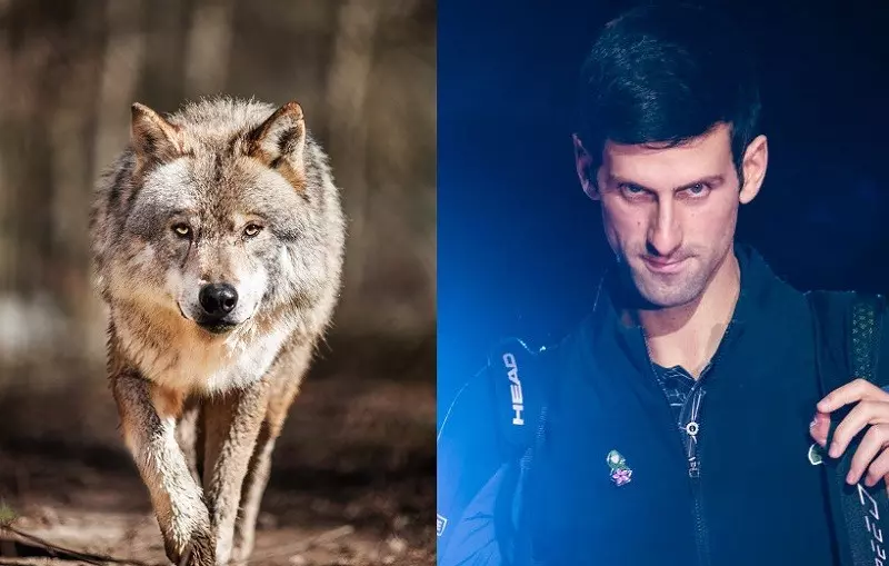 Novak Djokovic i jego dziwactwa