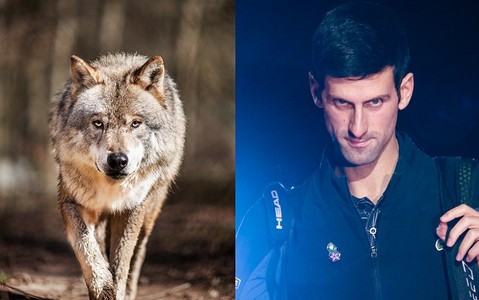 Novak Djokovic i jego dziwactwa