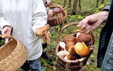 Zbieranie grzybów w Wielkiej Brytanii