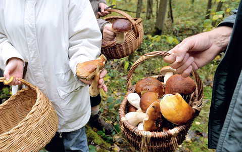 Zbieranie grzybów w Wielkiej Brytanii